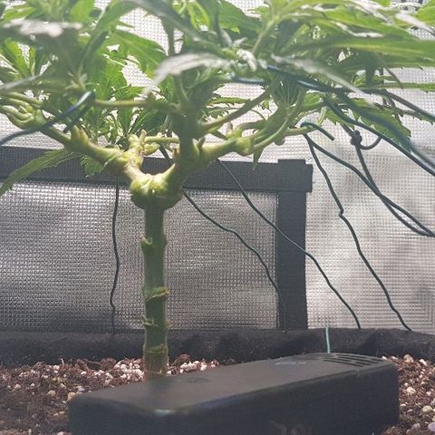 Jagoda growlog timeline photo