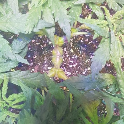 Jagoda growlog timeline photo