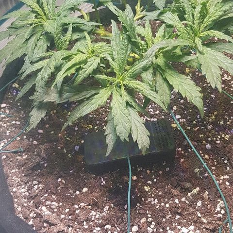 Jagoda growlog timeline photo