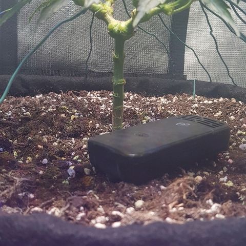 Jagoda growlog timeline photo