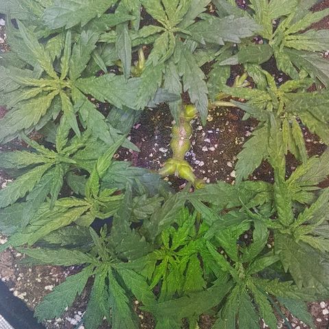 Jagoda growlog timeline photo