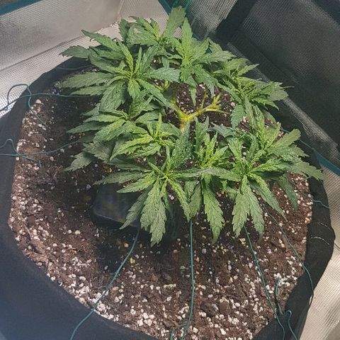 Jagoda growlog timeline photo