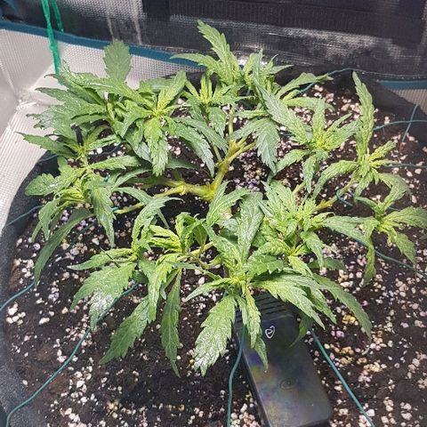Jagoda growlog timeline photo