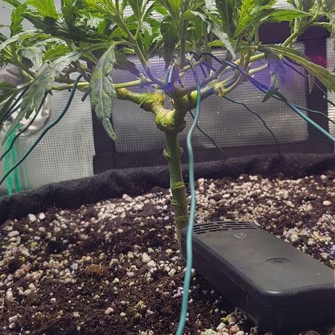 Jagoda growlog timeline photo