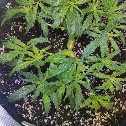 Jagoda growlog timeline photo