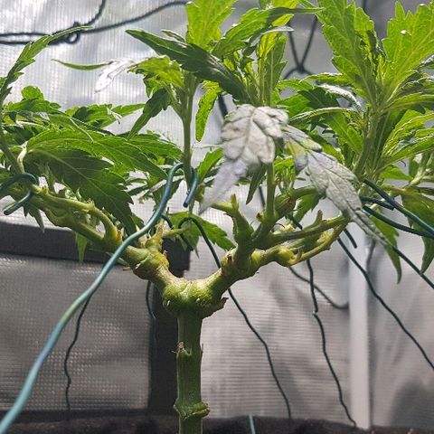 Jagoda growlog timeline photo