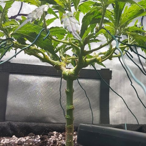 Jagoda growlog timeline photo
