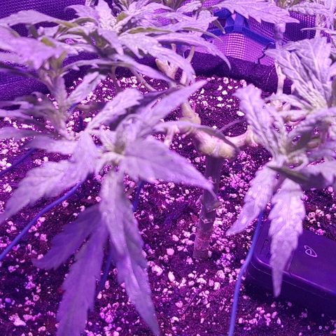 Jagoda growlog timeline photo