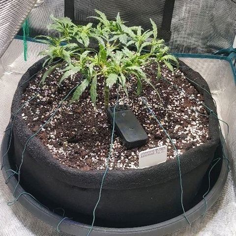 Jagoda growlog timeline photo