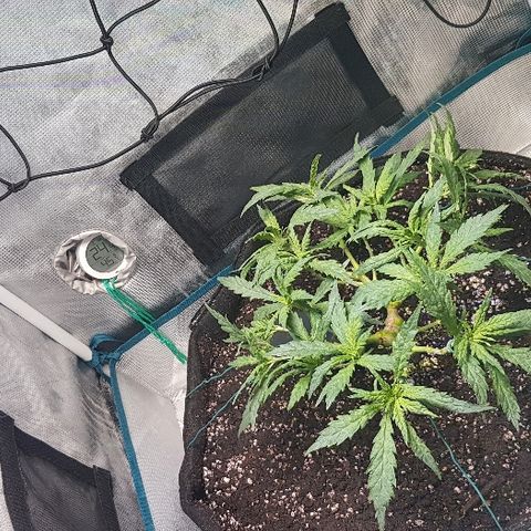 Jagoda growlog photo: poslije flusha i LSTa