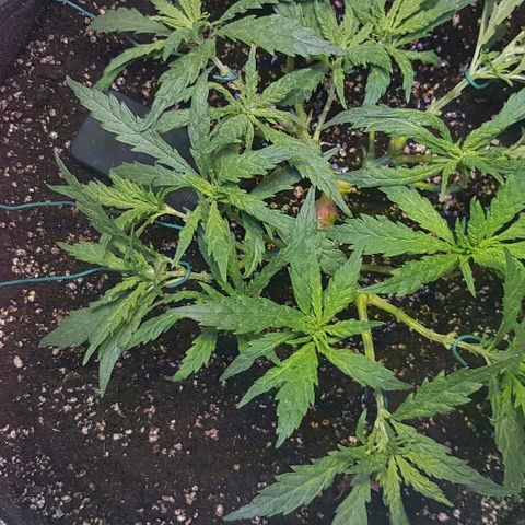 Jagoda growlog photo: poslije flusha i LSTa