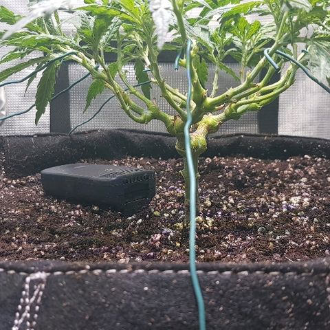 Jagoda growlog photo: poslije flusha i LSTa