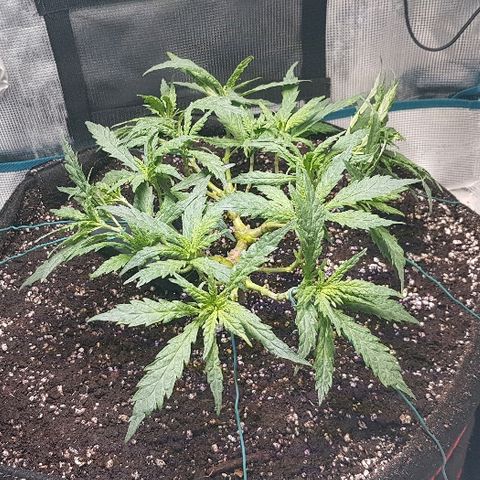 Jagoda growlog photo: poslije flusha i LSTa