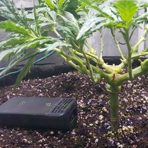 Jagoda growlog photo: poslije flusha i LSTa