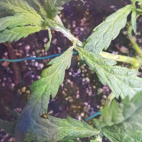 Jagoda growlog photo: poslije flusha i LSTa