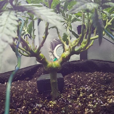 Jagoda growlog photo: poslije flusha i LSTa