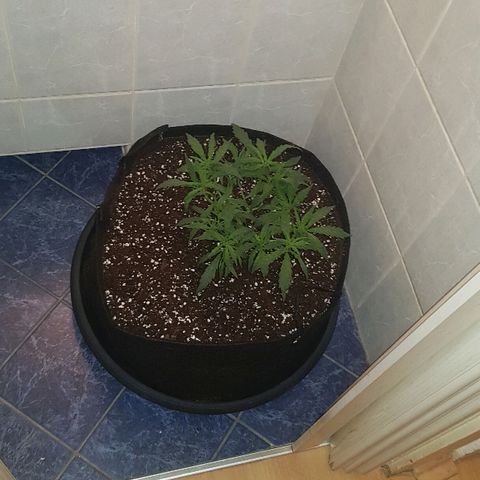 Jagoda growlog photo: nakon rezanja prije flusha