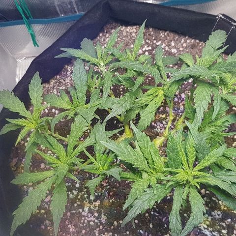 Jagoda growlog photo: nakon rezanja prije flusha