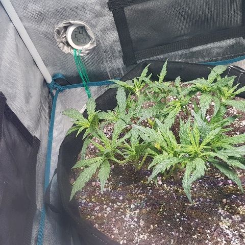 Jagoda growlog photo: nakon rezanja prije flusha