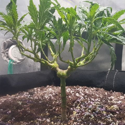 Jagoda growlog photo: nakon rezanja prije flusha
