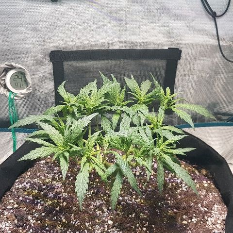 Jagoda growlog photo: nakon rezanja prije flusha