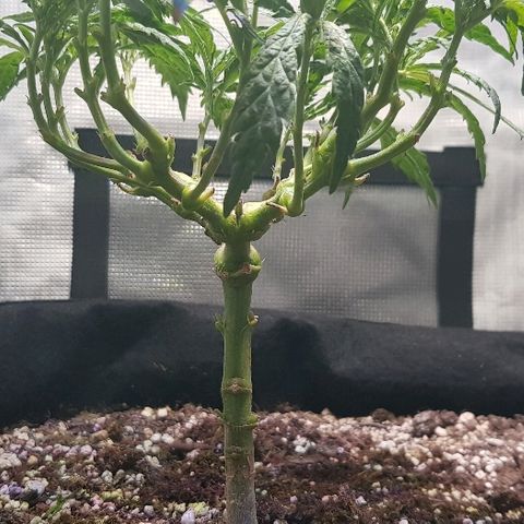 Jagoda growlog photo: nakon rezanja prije flusha