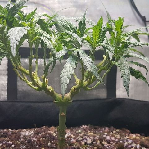 Jagoda growlog photo: nakon rezanja prije flusha