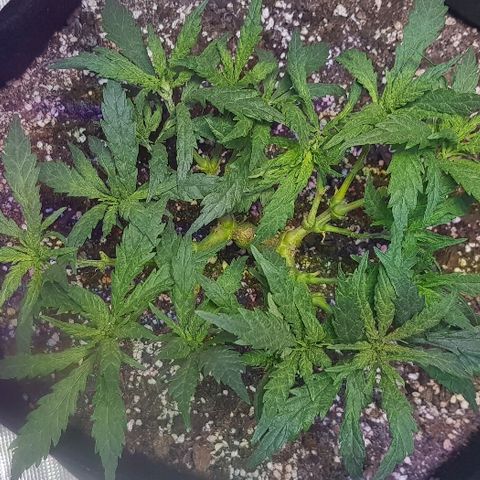 Jagoda growlog photo: nakon rezanja prije flusha