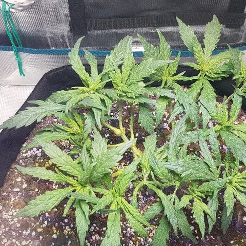 Jagoda growlog photo: nakon rezanja prije flusha