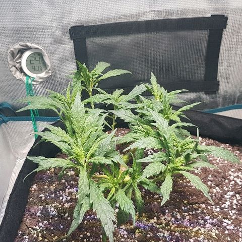 Jagoda growlog photo: nakon rezanja prije flusha