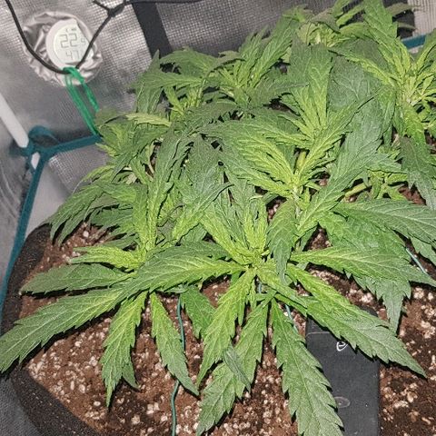 Jagoda growlog photo: jutro prije trima