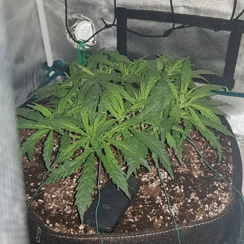 Jagoda growlog photo: jutro prije trima