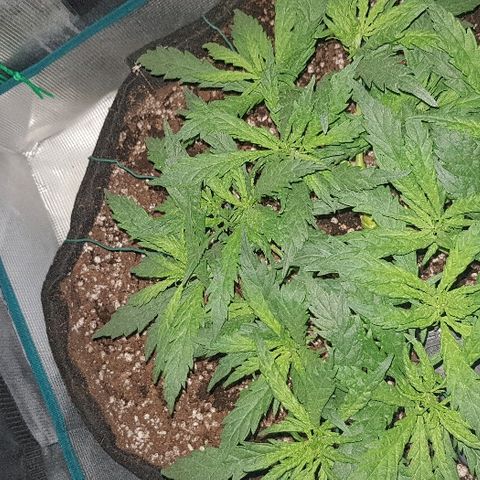 Jagoda growlog photo: jutro prije trima