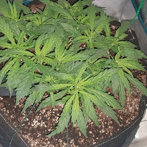 Jagoda growlog photo: jutro prije trima