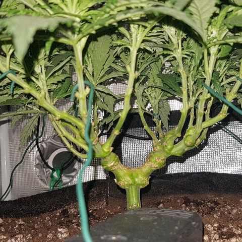Jagoda growlog photo: jutro prije trima