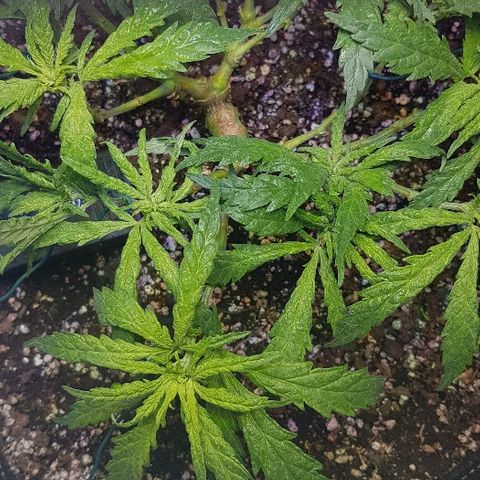 Jagoda growlog photo: nakon trima