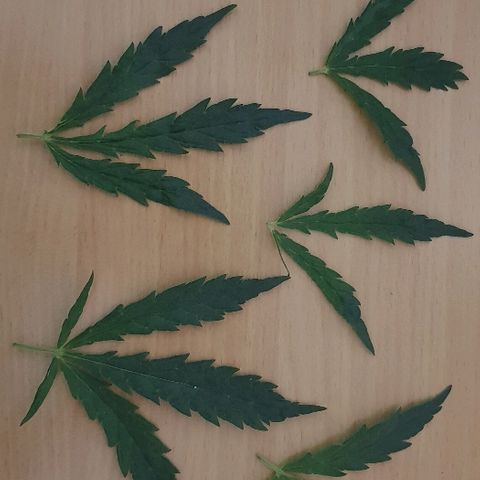 Jagoda growlog photo: nakon trima