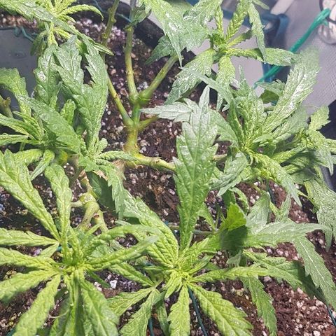 Jagoda growlog photo: nakon trima