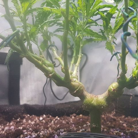 Jagoda growlog photo: nakon trima