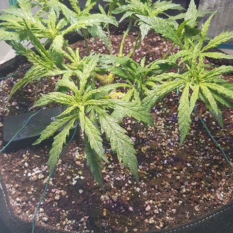Jagoda growlog photo: nakon trima