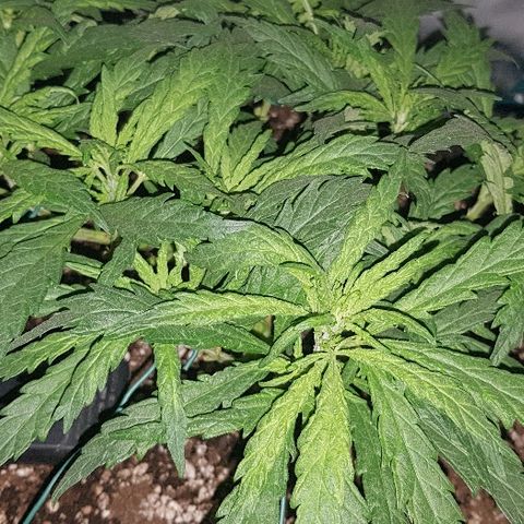 Jagoda growlog photo: jutro prije trima