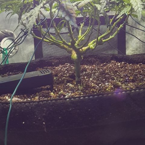 Jagoda growlog photo: nakon trima