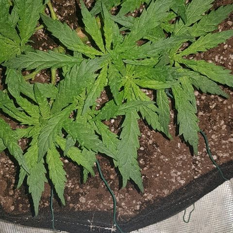 Jagoda growlog timeline photo