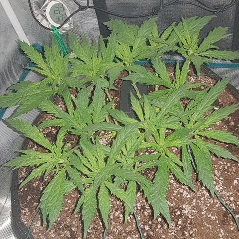 Jagoda growlog timeline photo