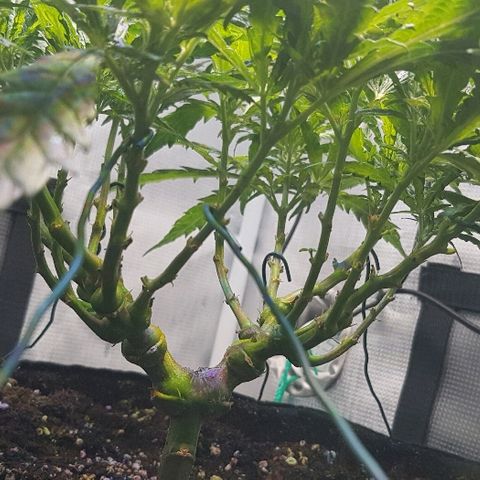 Jagoda growlog timeline photo