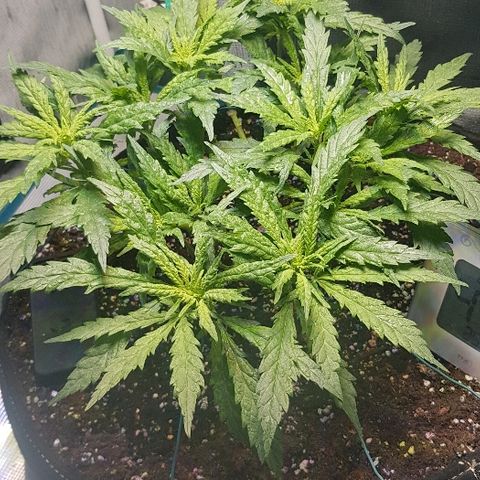 Jagoda growlog timeline photo