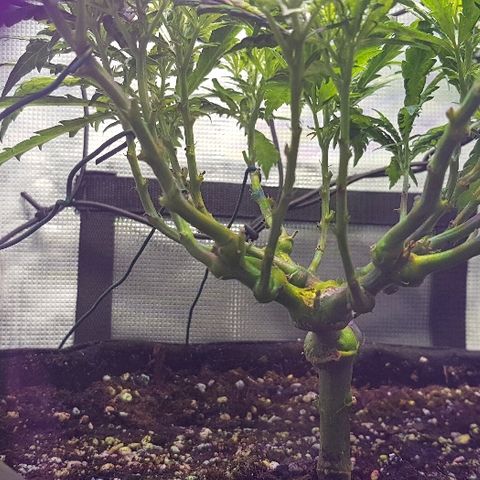 Jagoda growlog timeline photo