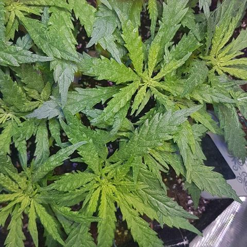 Jagoda growlog timeline photo