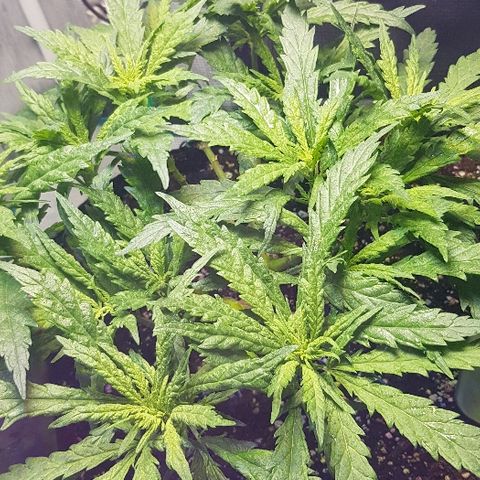 Jagoda growlog timeline photo