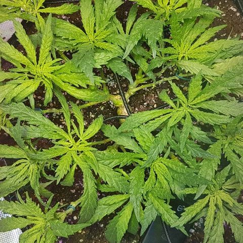 Jagoda growlog timeline photo